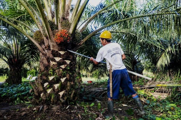 Industri Sawit Indonesia Masuk Fase Penentuan, Pasokan Dinilai Jadi Tantangan Utama