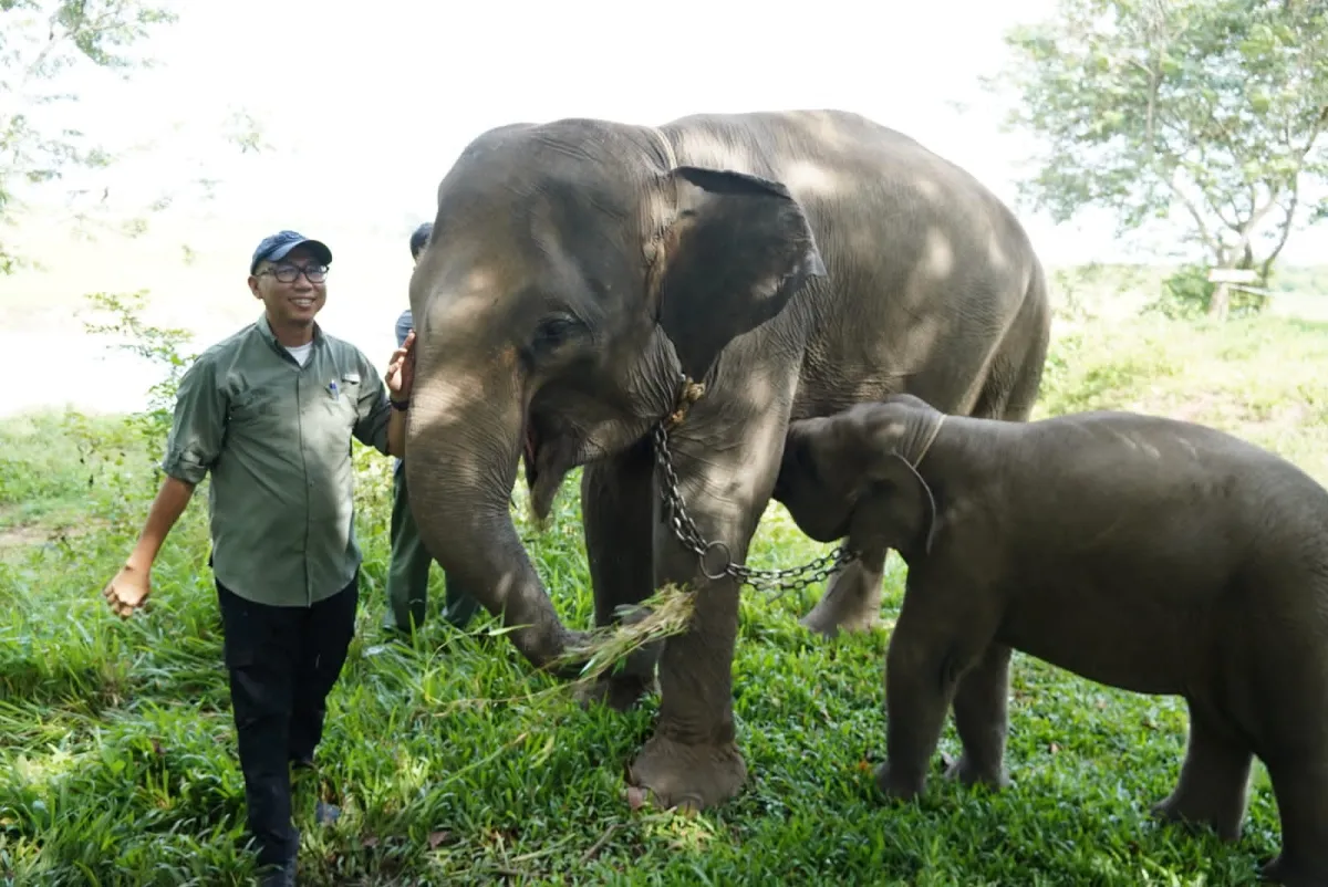 Gubernur Lampung Dorong Penanganan Terpadu Konflik Gajah dan Manusia di Way Kambas