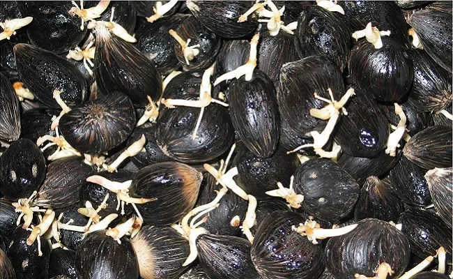 Karantina Sumsel Fasilitasi Ekspor 95.400 Benih Sawit ke Peru Setelah Lolos Pemeriksaan OPTK