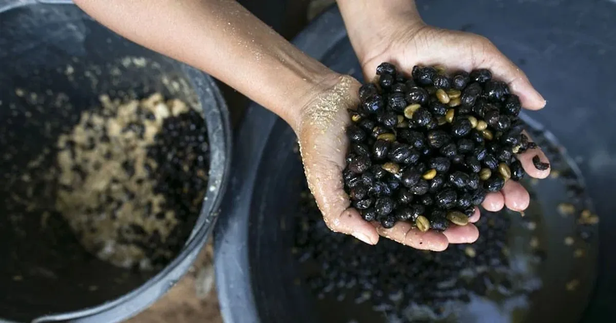 Studi Ungkap Peran Mikroba Usus Gajah dalam Cita Rasa Kopi Black Ivory