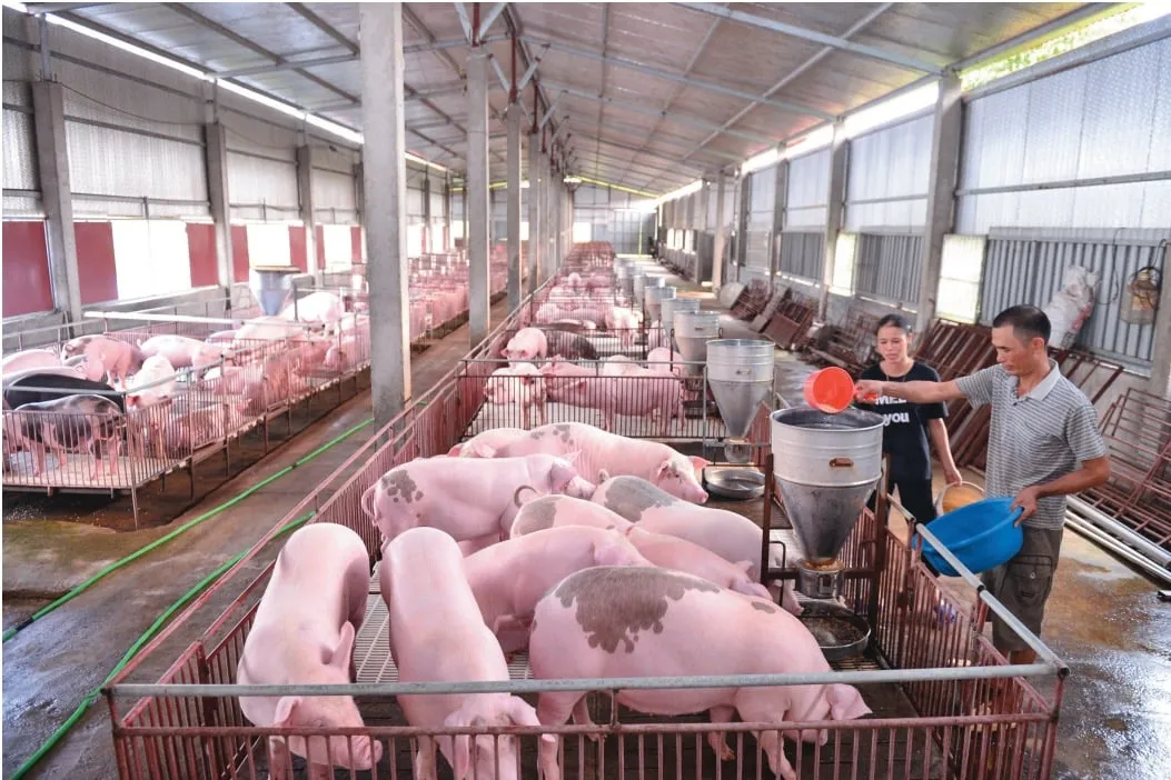 Pemerintah Vietnam Targetkan Percepatan Restrukturisasi Sistem Penyembelihan Ternak pada 2026