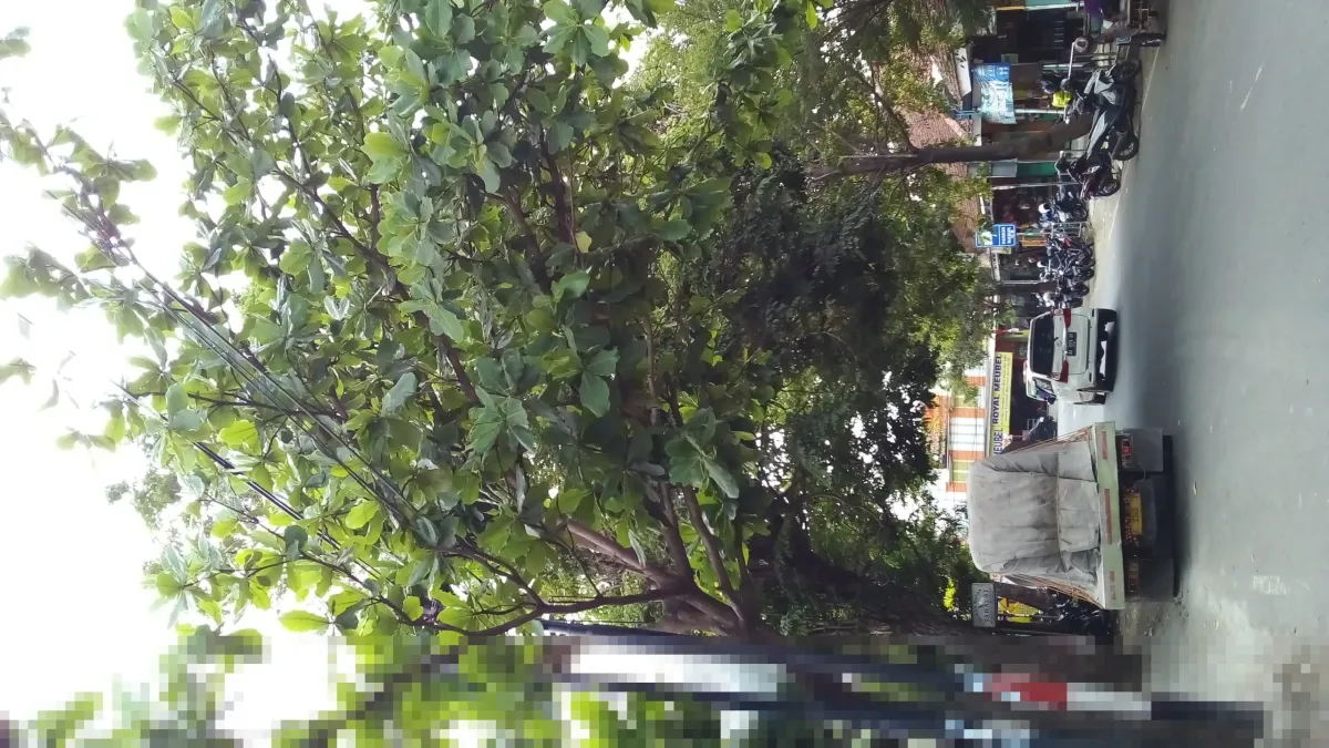 IQAir: Kualitas Udara Medan dan Pontianak Terburuk di Indonesia Kamis Pagi