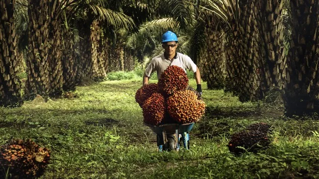 Harga CPO Menyentuh Puncak 15 Bulan: Euforia Pasar, Ujian Kebijakan, dan Masa Depan Sawit Indonesia