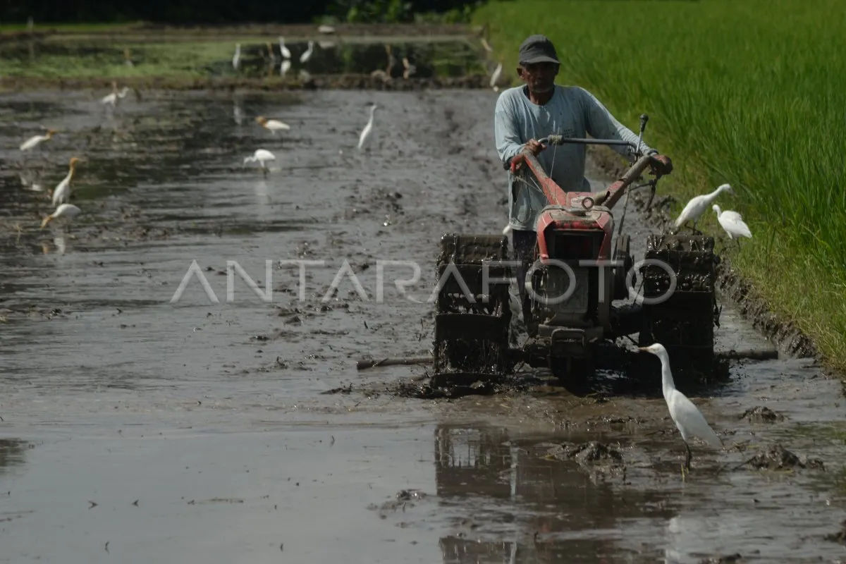 Aturan Tata Ruang Diterapkan untuk Cegah Alih Fungsi Lahan Sawah
