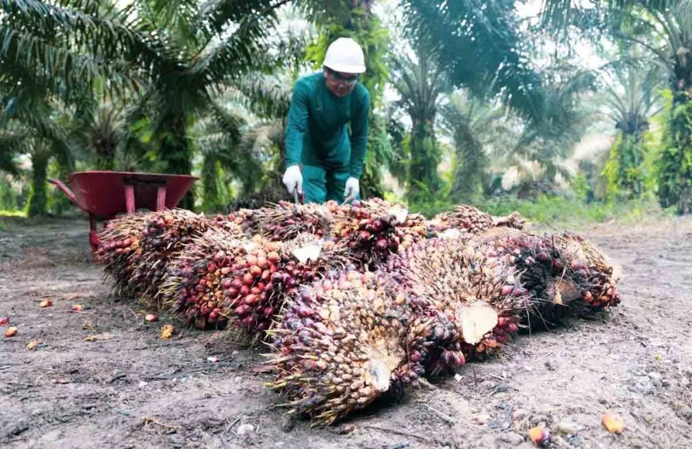 Harga TBS Sawit Menguat, Setoran Pajak Sektor Pertanian di Riau Tercatat Meningkat pada 2025