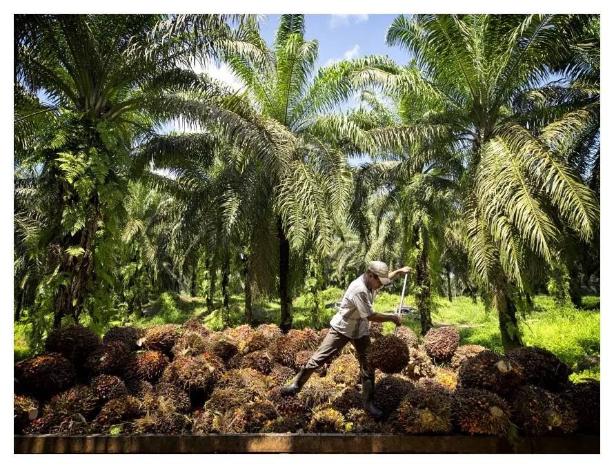 Wilmar International Buka Rekrutmen Januari 2026 untuk Posisi di Perkebunan dan Pabrik Sawit