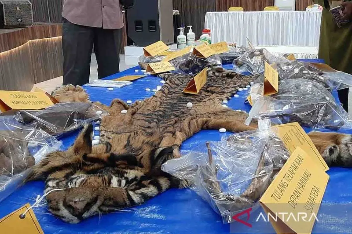 Kejati Aceh Terima Pelimpahan Perkara Perdagangan Kulit Harimau Sumatra