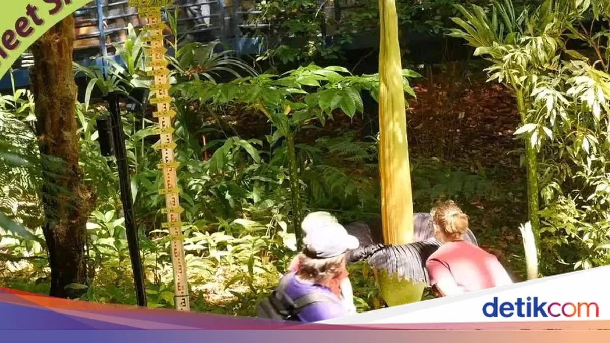 Bunga Bangkai Titan Arum Asal Indonesia Mekar di Australia, Ribuan Orang Antre untuk Melihat