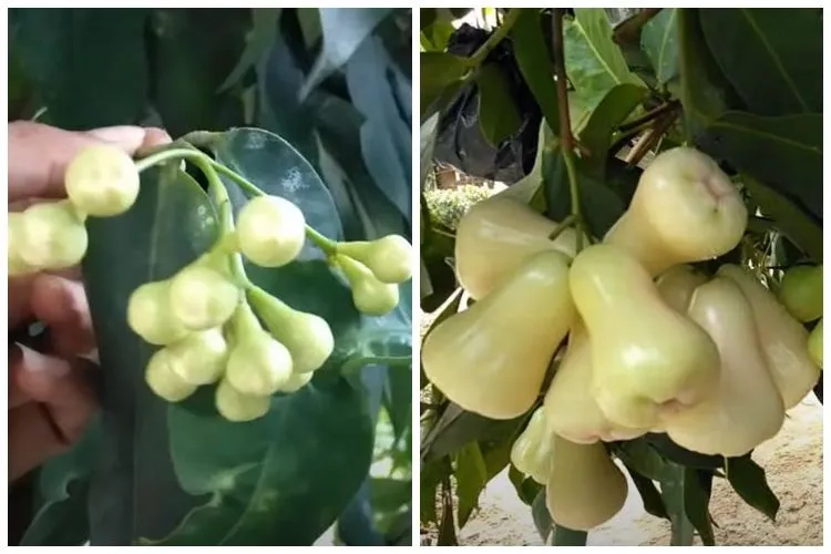 Trik menyuburkan pohon jambu air dengan tiga bahan dapur agar bunga dan buah tidak mudah rontok