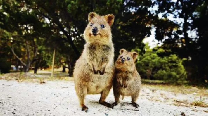 Mengenal Quokka, Hewan yang Dijuluki Paling Bahagia di Dunia