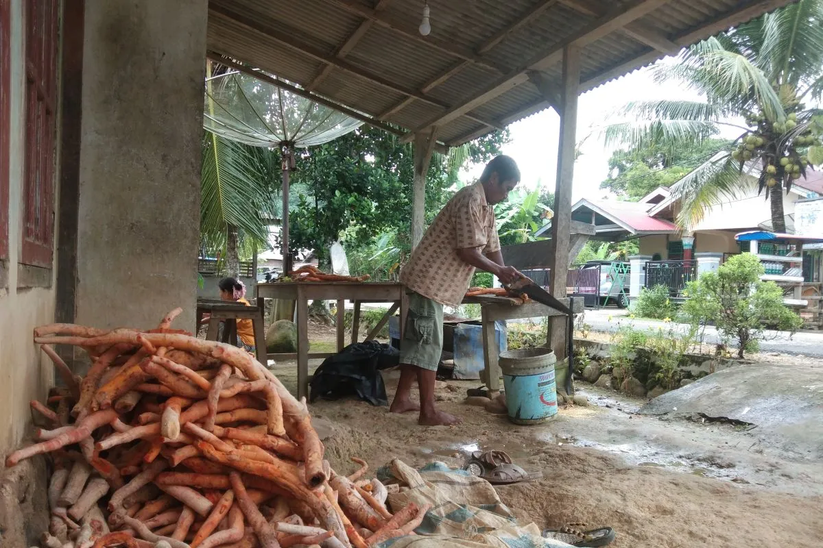Akar Ginseng Kuning di Pesisir Selatan Dibeli Pengumpul Rp7.000 per Kilogram