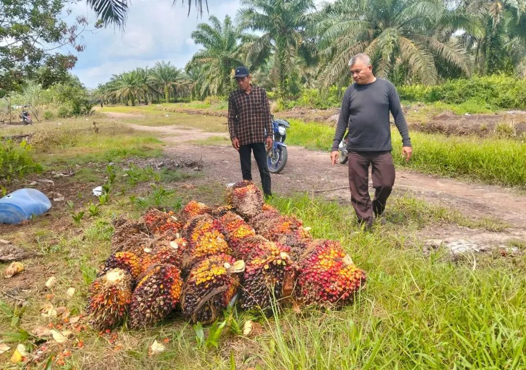 Pengalihan Kebun Eks PT GLP ke PT Agrinas di Labura Dipersoalkan, Penjualan Panen Disebut Pakai DO Perorangan