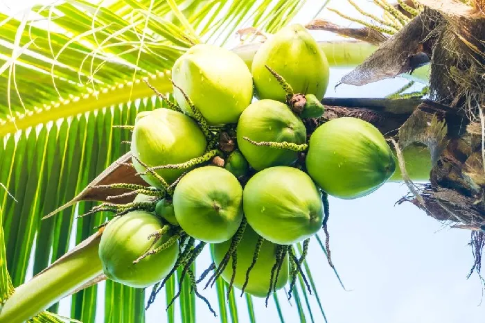 Kementan Prioritaskan Replanting untuk Dongkrak Produktivitas Kelapa dan Percepat Hilirisasi