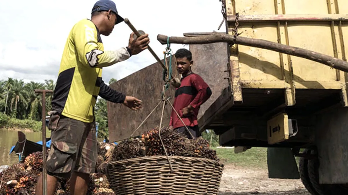 Harga TBS Sawit Sumut Periode 21–27 Januari 2026 Naik, Usia 10–20 Tahun Jadi Rp 3.517,61 per Kg