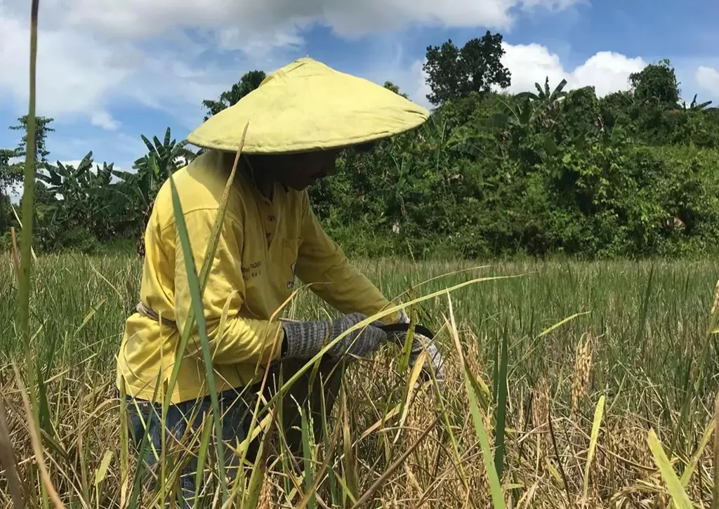Setelah 26 Tahun, Sektor Jasa Menggeser Dominasi Pertanian dalam Ketenagakerjaan di Malinau