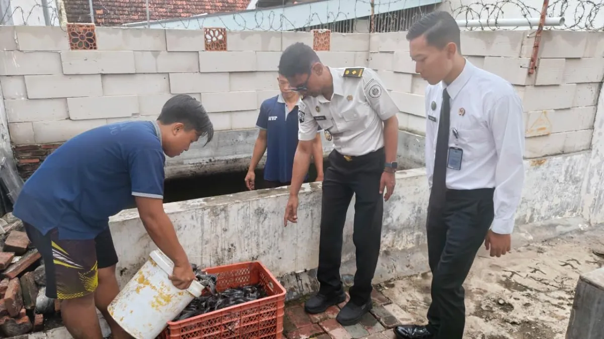 Rutan Kelas IIB Situbondo Panen 100 Kg Ikan Lele dan 30 Kg Kangkung