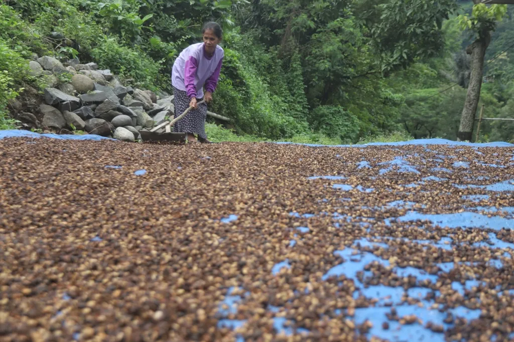 Kopi Excelsa dan Robusta dari Desa Jembul Jatirejo Mulai Menembus Pasar Luar Daerah