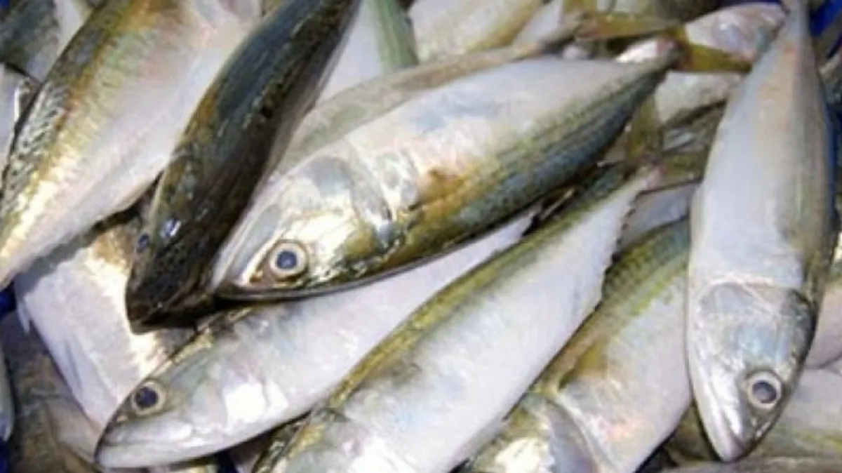 Artikel Belum Tersedia: Data Berita Tidak Memuat Judul dan Isi