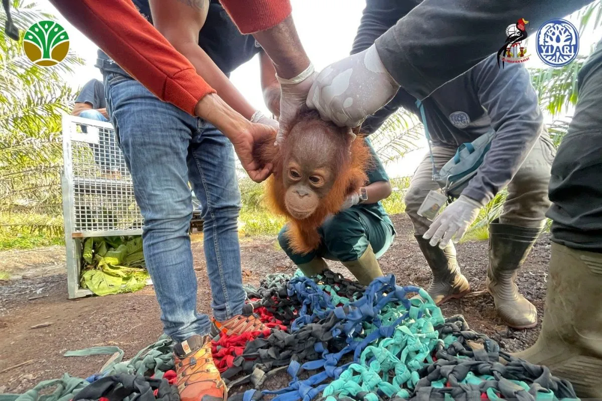 BKSDA Kalbar dan YIARI Selamatkan Bayi Orangutan yang Ditemukan Sendirian di Kebun Sawit Ketapang