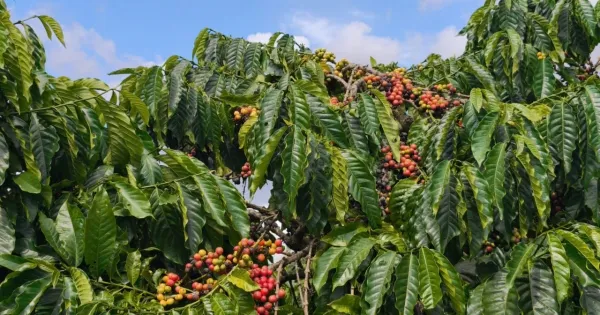 Harga Kopi 25 Januari 2026 Berbalik Naik, Domestik Melonjak 1.600–1.800 VND/kg