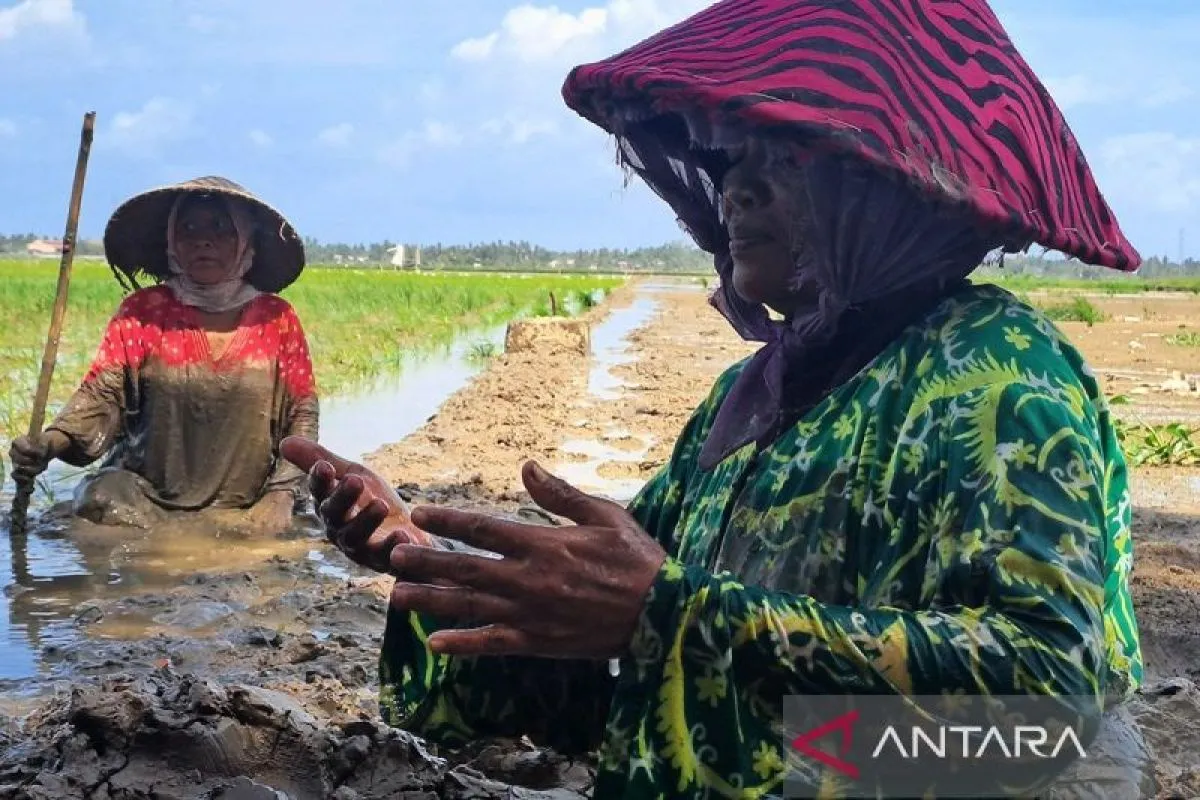 Sawah Rusak Akibat Bencana Hidrometeorologi, Pemerintah Jalankan Rehabilitasi Lahan di Tiga Provinsi Sumatera