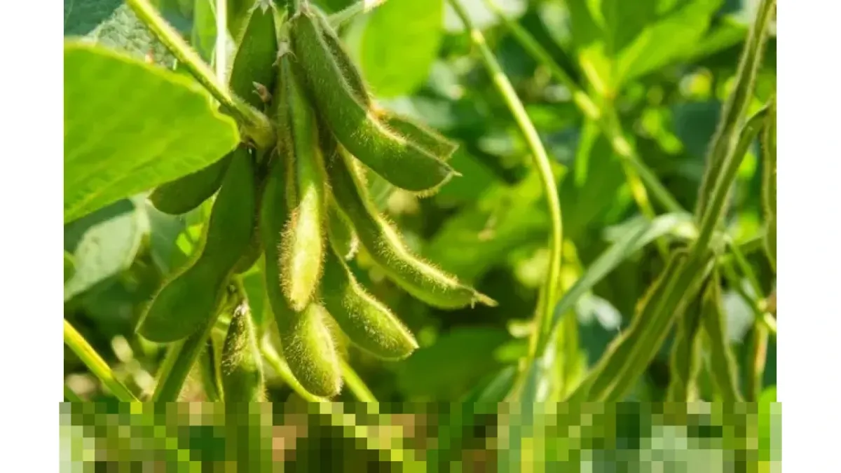 Harga Futures Kedelai Sentuh Level Tertinggi Tiga Bulan, Pasar Pantau Negosiasi Dagang AS–China