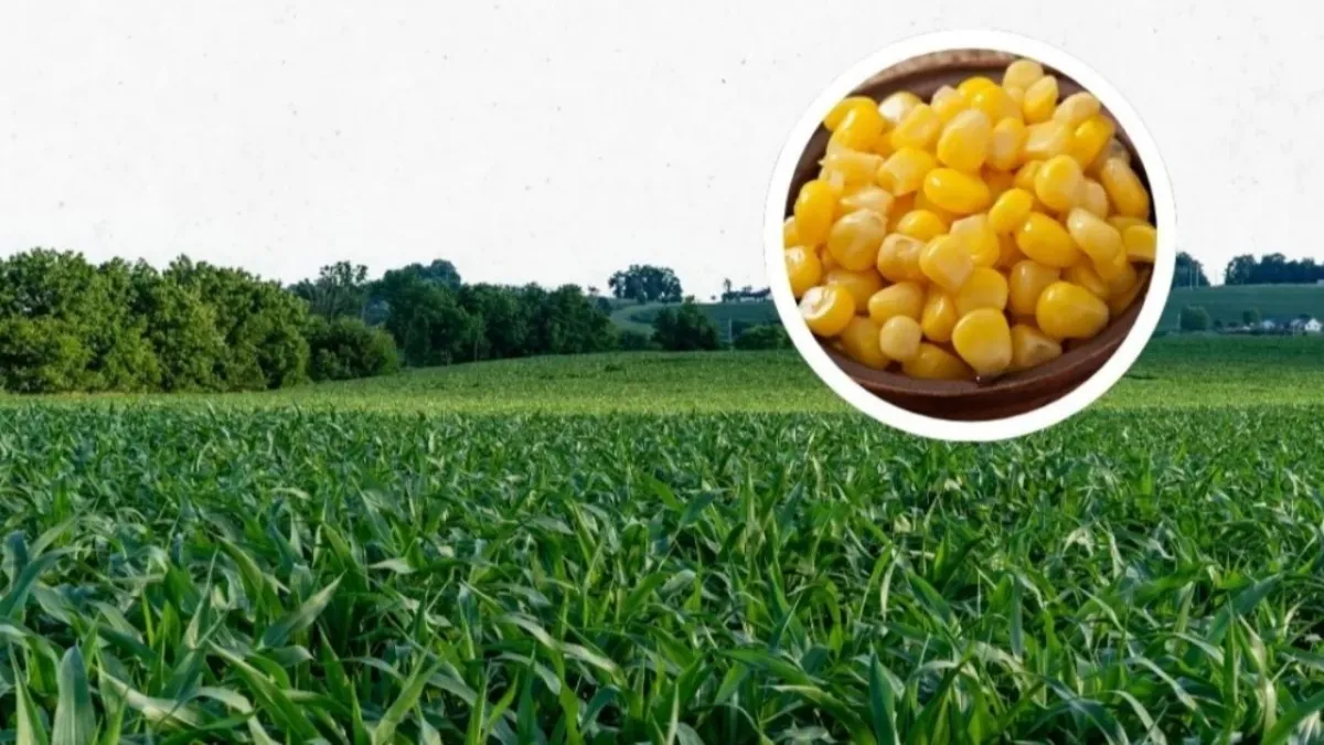 Produksi Jagung Jawa Barat Naik pada 2023–2025, Luas Panen Ikut Bertambah