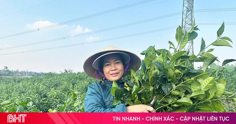 Harga Teh Hijau di Ha Tinh Naik Menjelang Tết, Pendapatan Petani Ikut Terdongkrak