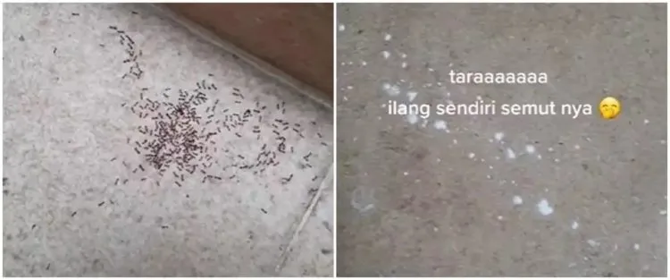 Trik Mengusir Semut di Rumah dengan Tepung Maizena, Begini Caranya