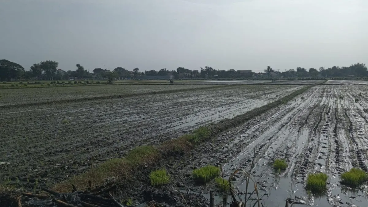 Banjir Luapan Sungai Marmoyo Rendam 307 Hektar Sawah di Jombang, Sekitar 65 Hektar Padi Puso