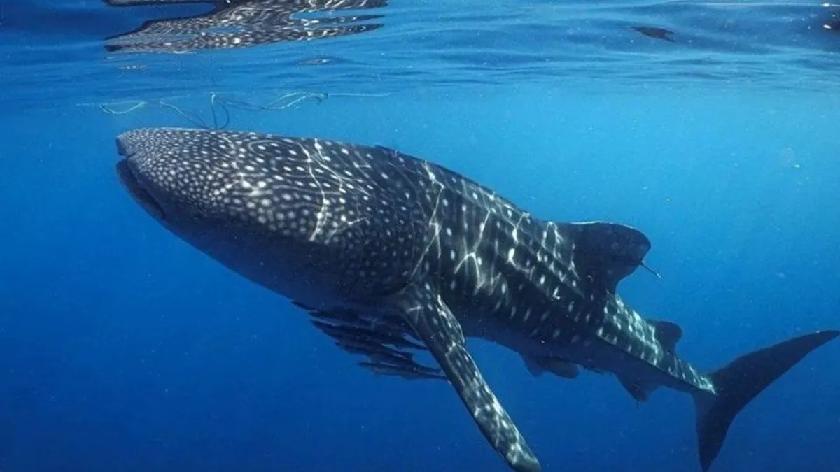 Pemprov NTB Perketat Tata Ruang Tambak di Teluk Saleh untuk Lindungi Habitat Hiu Paus