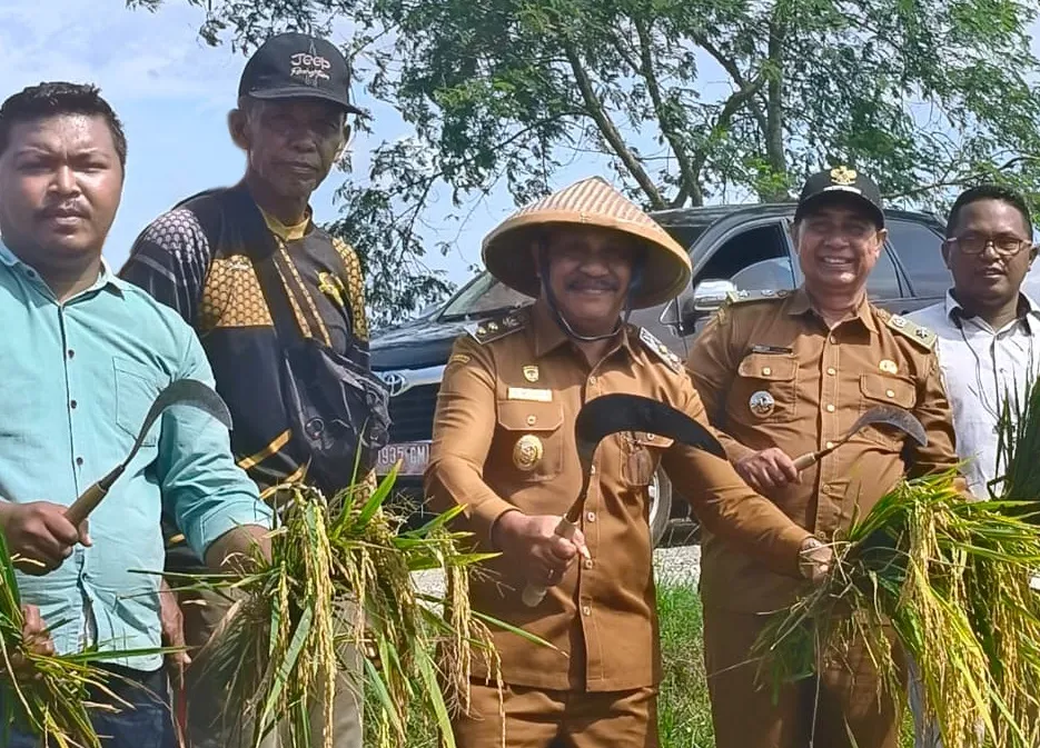 Wabup SBB Apresiasi Program TEKAD, Panen Padi Demplot Waimital Tunjukkan Peningkatan Produksi