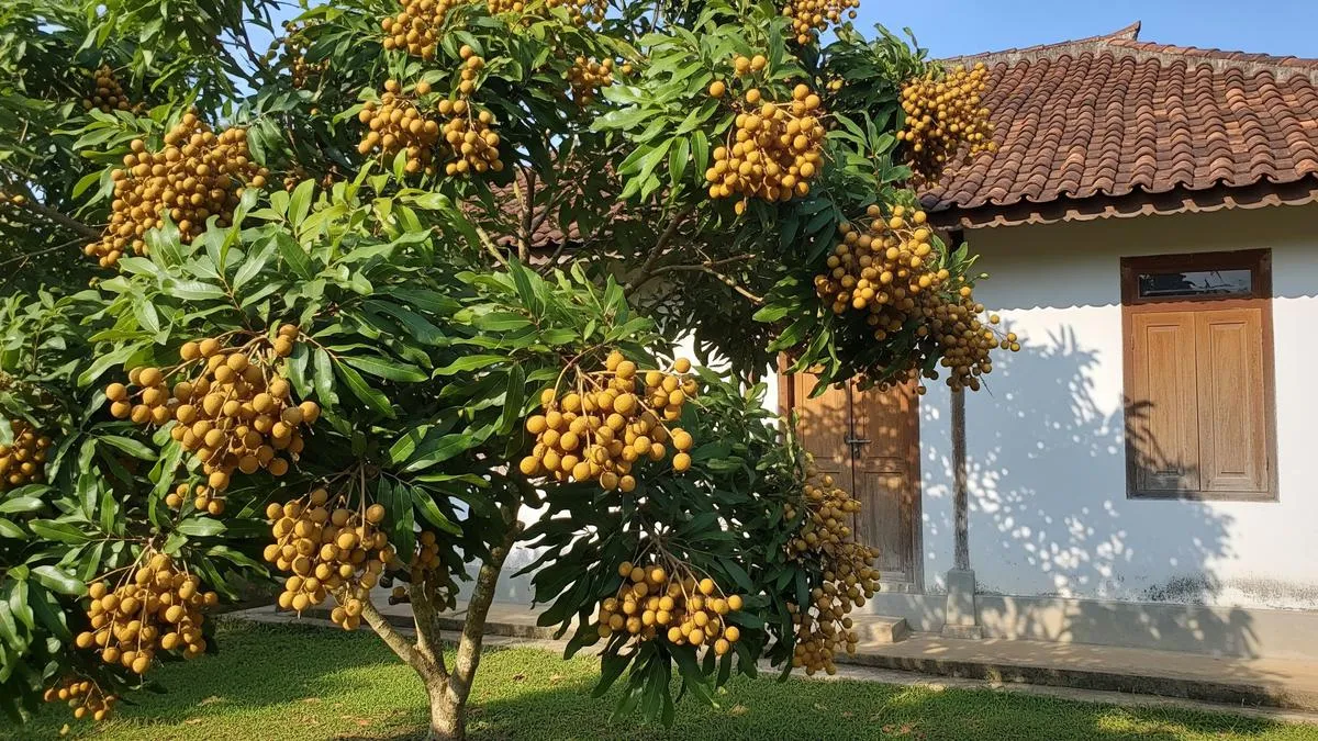 Tujuh Cara Merangsang Kelengkeng Rajin Berbuah dengan Pupuk Alami dari Bahan Dapur