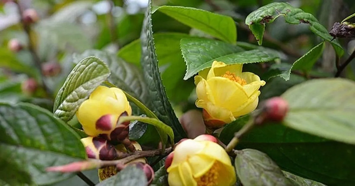 Teh Bunga Emas di Na Lot, dari Kayu Bakar Menjadi Sumber Penghidupan Warga Pegunungan