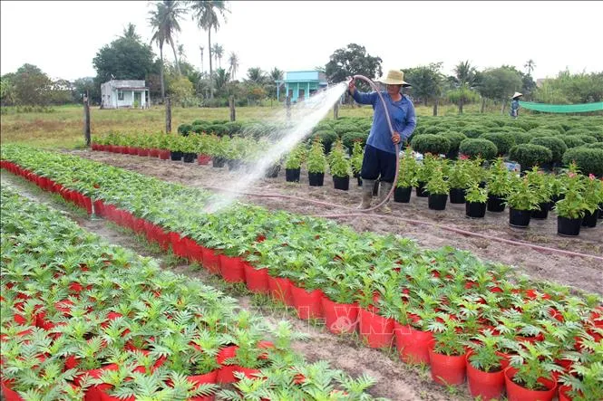 Menjelang Tết, Panen Bunga dan Sayur di Hong Son Memasuki Tahap Akhir