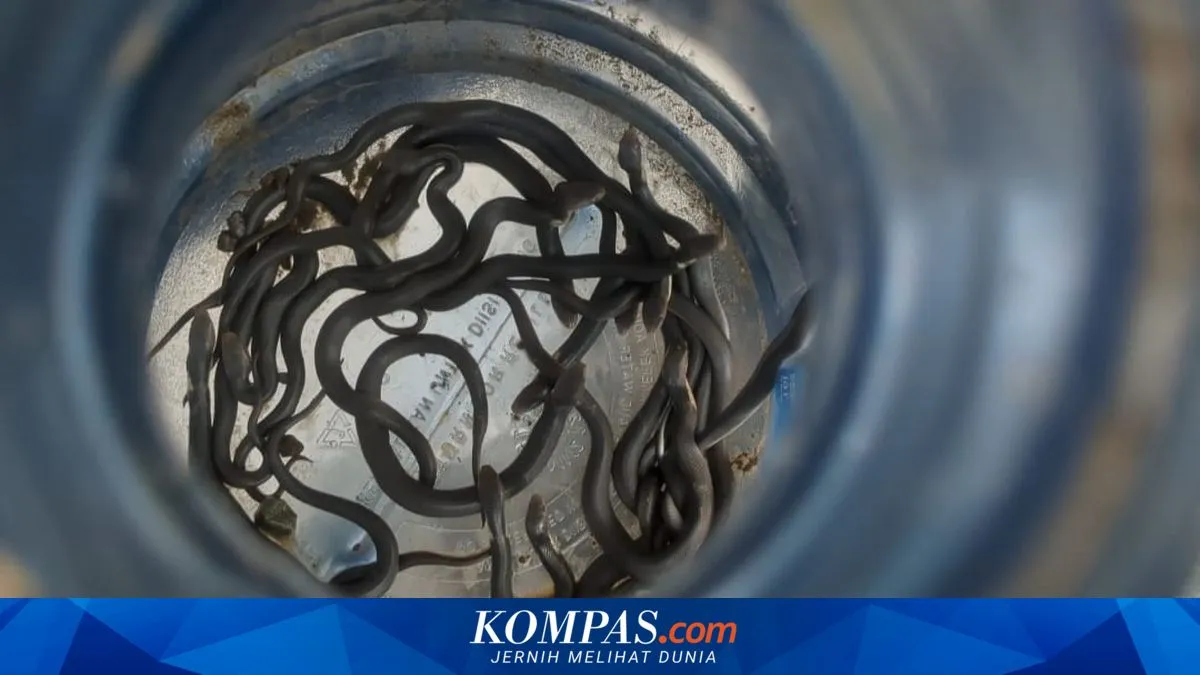 Musim Hujan, Kasus Ular Masuk Permukiman di Madiun Marak: Ini Langkah Pencegahannya