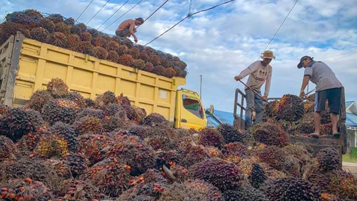Harga TBS Sawit Jambi Periode 23–29 Januari 2026 Naik Rp41,59 per Kg