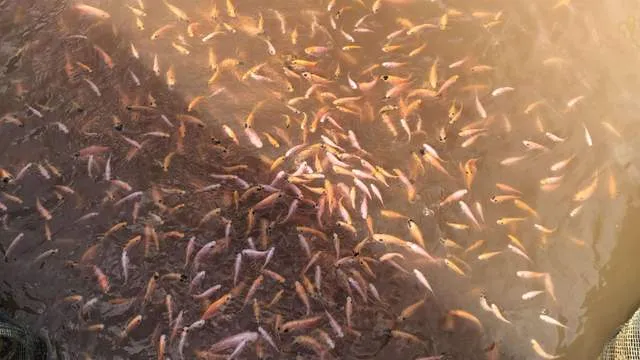 Petani Nila di Keramba Sungai Kapuas Hadapi Tantangan Kualitas Air