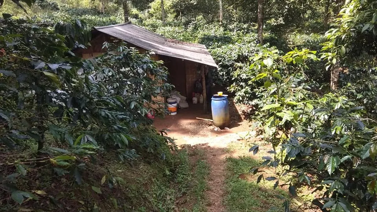 EUDR Soroti Kopi Indonesia, Pejabat Jabar Pertanyakan Dampak Budidaya Sayuran di Lahan Curam