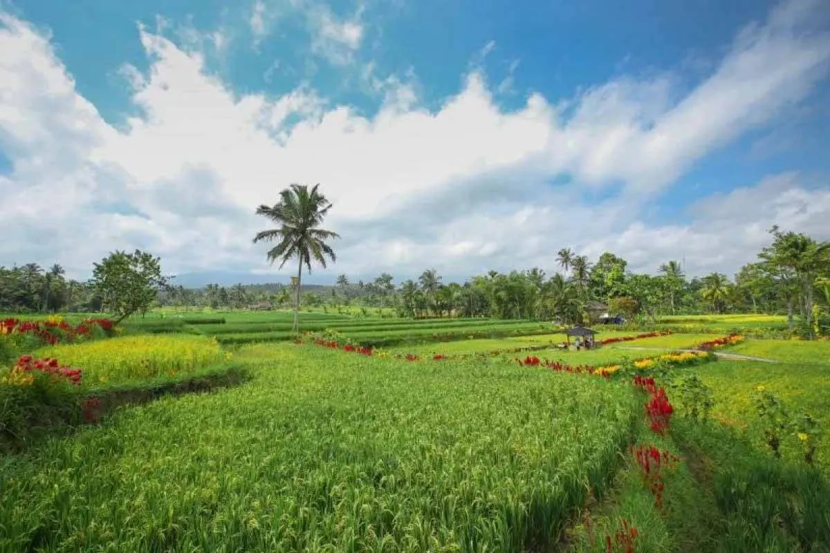 Ijen Golden Route Banyuwangi Tawarkan Wisata Alam, Kuliner Lokal, hingga Kafe