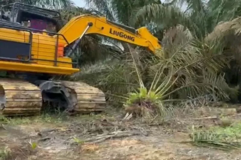 Pemprov Riau Beri Tenggat Tiga Bulan untuk Musnahkan Sawit di Taman Nasional Tesso Nilo