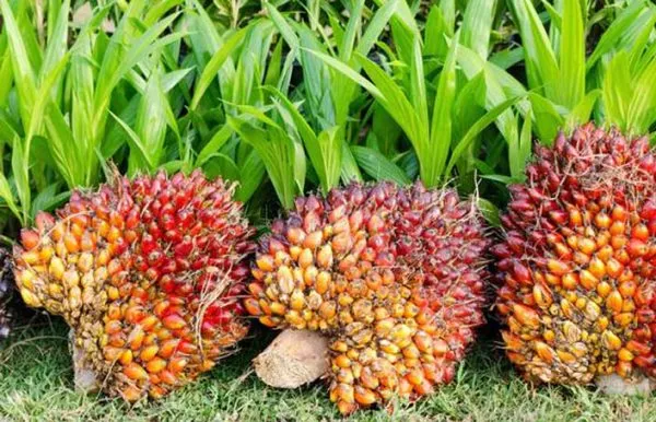 GAPKI Siapkan Pelepasan Serangga Penyerbuk Jenis Baru pada Maret 2026 untuk Dongkrak Produksi Sawit