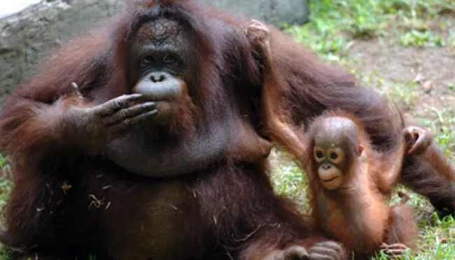 Studi di Kebun Binatang: Orang Utan yang Lebih Bahagia Cenderung Berumur Lebih Panjang