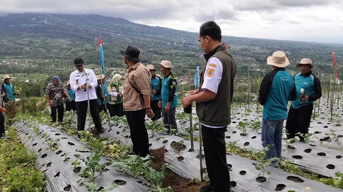 Harga Arabika Menguat, Petani Wonolelo Sawangan Perluas Lahan Kopi