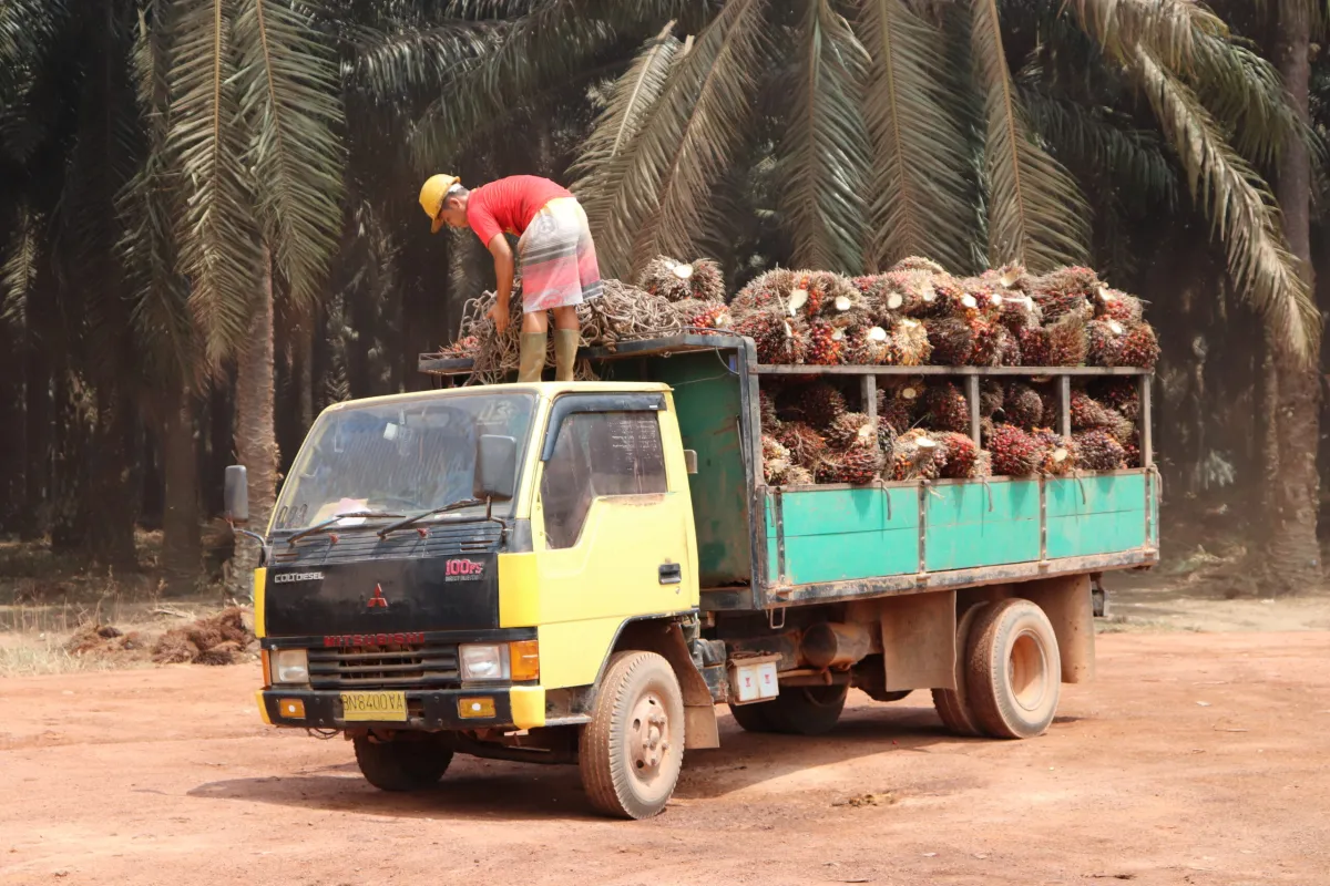 Harga TBS Sawit Kalbar Periode III Januari 2026 Naik, Umur 10–20 Tahun Tembus Rp3.283/kg