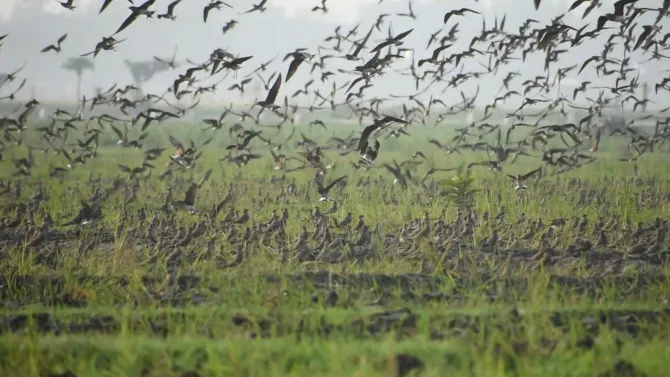 Ribuan Burung Migran dari Belahan Bumi Utara Singgah di Kediri hingga Pesisir Trenggalek