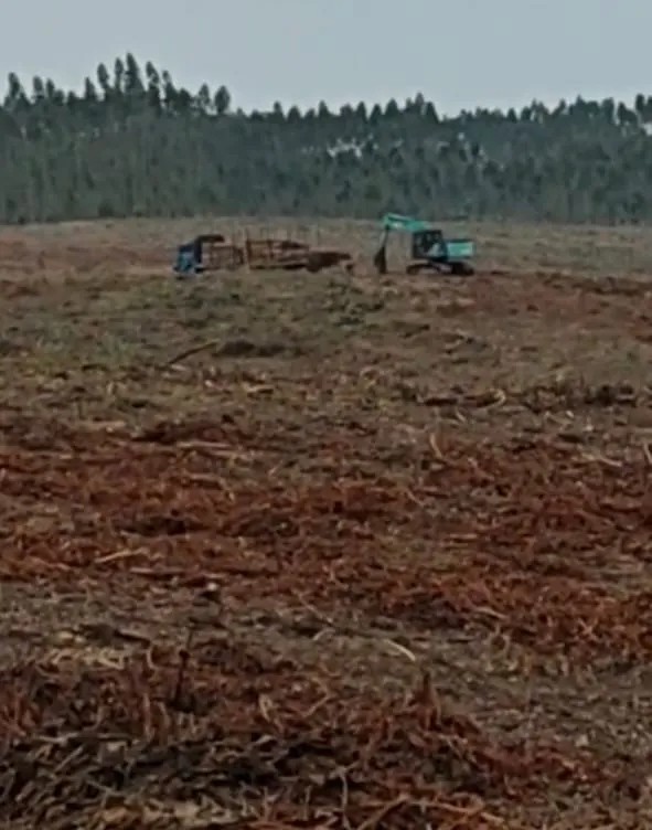 PT Arara Abadi Diduga Tetap Menebang di Lahan Adat Batin Singeri Meski Ada Putusan MA dan Eksekusi PTUN