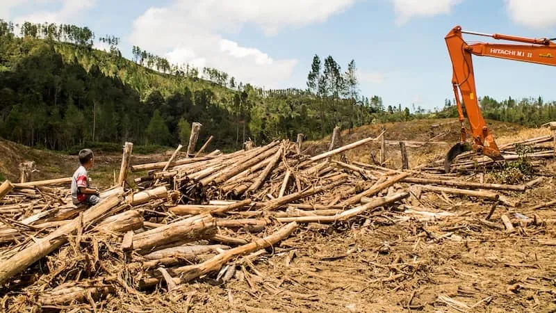 Walhi Sumut: Pencabutan Izin 28 Perusahaan Perusak Hutan Berisiko Hanya Administratif Tanpa Pengawasan
