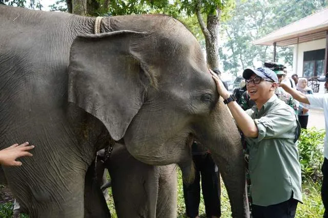 Gubernur Lampung Dorong Penanganan Terpadu Konflik Gajah-Manusia di Way Kambas
