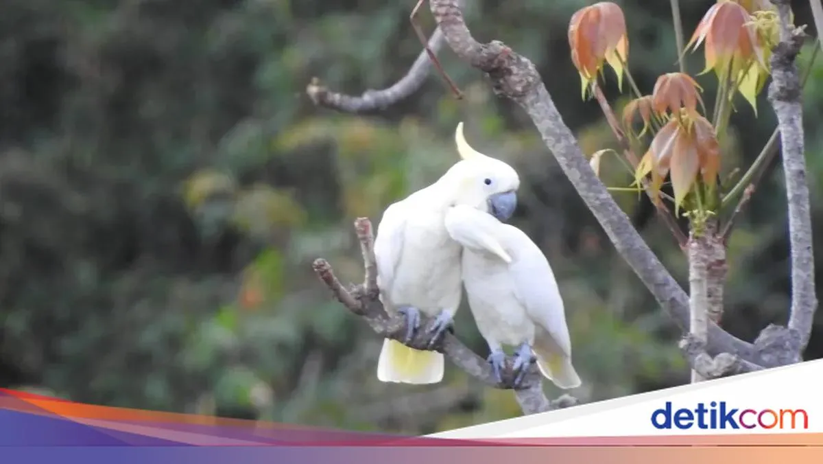 Kakaktua Kecil Jambul Kuning Dilaporkan Tinggal Dua Ekor di Alam